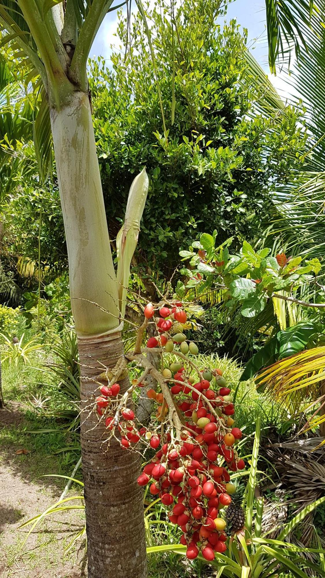 Vila Kaye Mango Soufrière Exteriér fotografie